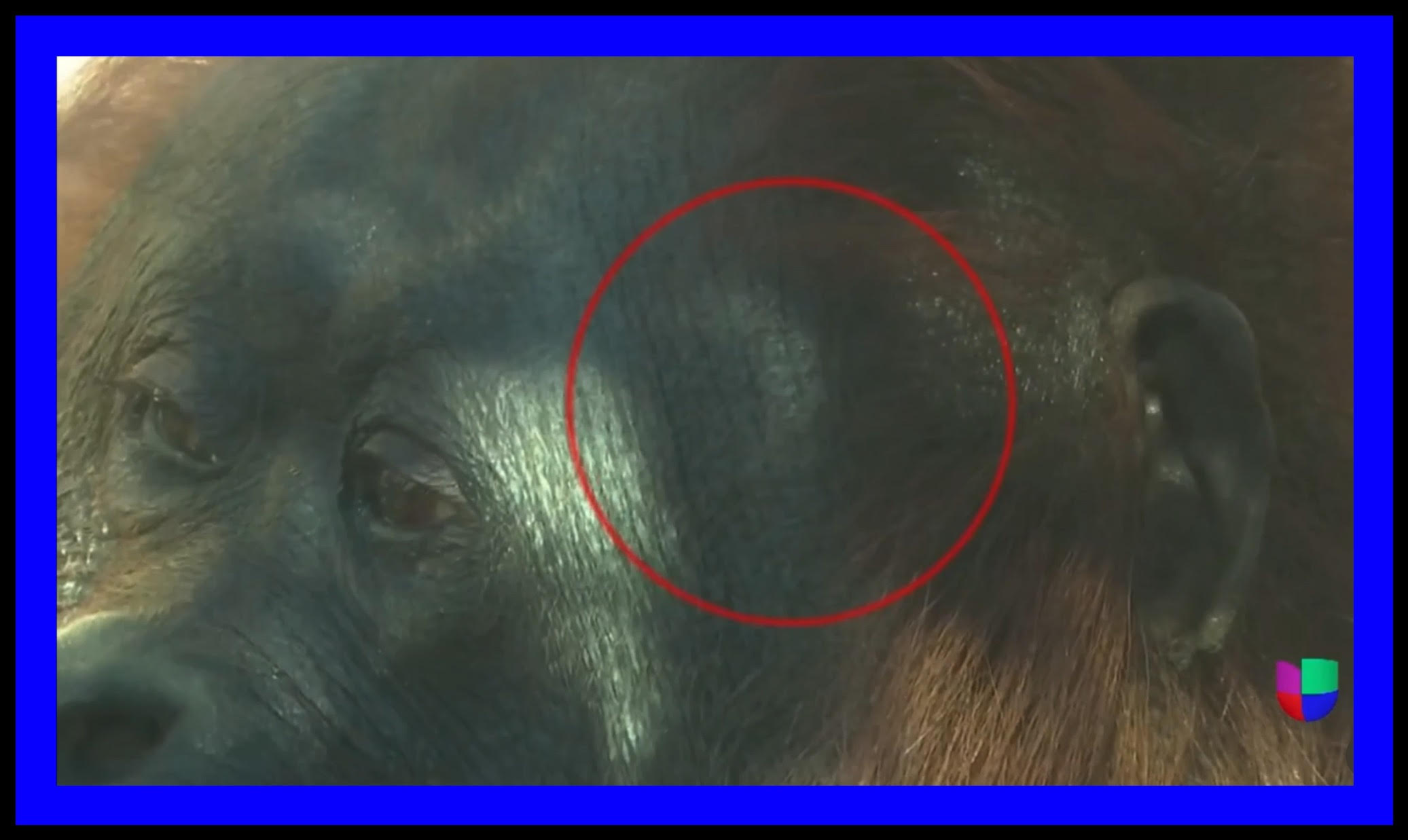 Eclipse solar 2024 y comportamiento en animales, por Ahtziri Cárdenas Camarena